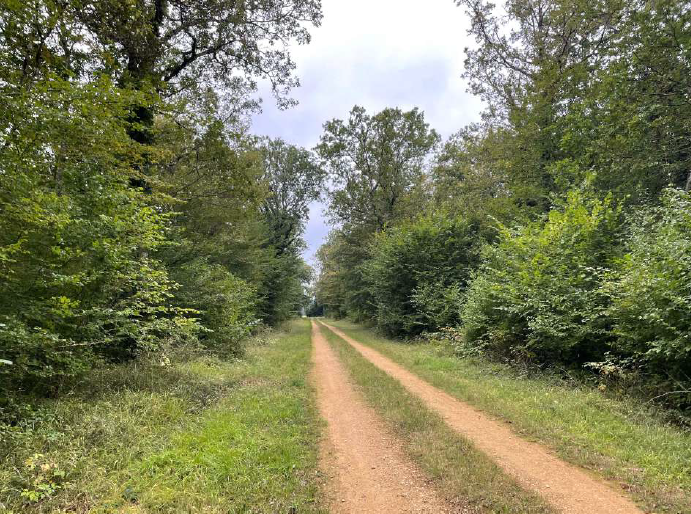 Le Bois des Mines Noires nouveau massif forestier acquis par FORECIAL 2